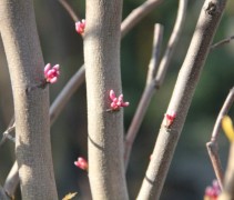 Cercis canadensis 'the Rising Sun'