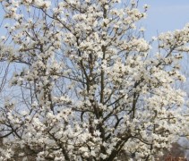 Magnolia kobus, meerstammige boom met witte bloemen