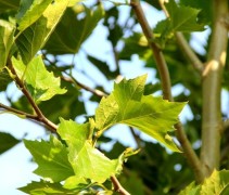 Takken Platanus hispanica