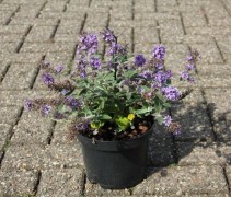 Buddleja dav. Free Petite 'Blue Heaven'