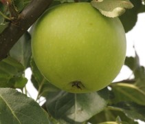 Malus domestica 'James Grieves'