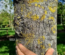 Tilia Tomentosa