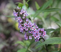 Vlinderstruik 'Ile de France' bloem detailfoto
