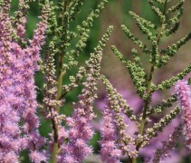 Bloemen en knoppen van de roze Pluimspirea