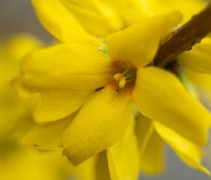 Forsythia intermedia 'Goldrausch'