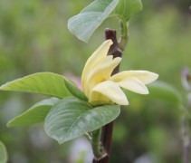 Magnolia 'Daphne'