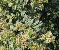 Viburnum tinus - Sneeuwbal - 4