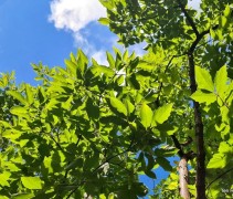 Acer griseum x Nikoense blad