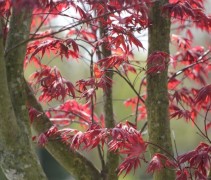Acer palmatum 'Red Flash'