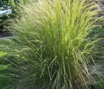 Stipa Ponytails
