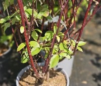 Cornus alba 'Kesselringii' - Kornoelje 'Kesselringii' - 2