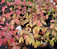 Viburnum x bodnantense 'Dawn' - Winterbloeiende Sneeuwbal 'Dawn' - 1