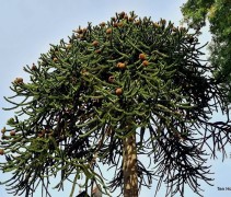Araucaria araucana