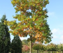 Quercus rubra solitair met kluit op kwekerij Apeldoorn
