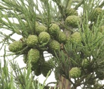 Sequoiadendron giganteum vrucht
