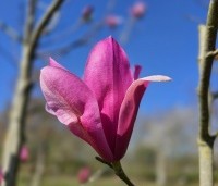 Magnolia 'Spectrum' - Magnolia 'Spectrum' - 4