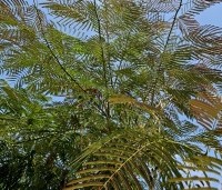 Albizia julibrissin 'Summer Chocolate' - Perzische slaapboom 'Summer Chocolate' - 3
