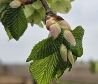 Ulmus 'Camperdownii' - Prieel-iep - 2