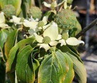 Cornus kousa 'Teutonia' - Japanse grootbloemige kornoelje 'Teutonia' - 2