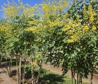 Koelreuteria paniculata - Chinese vernisboom - 4