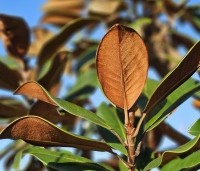 Magnolia grandiflora 'Goliath' - Magnolia grandiflora 'Goliath' - 2