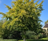 Fagus sylvatica 'Zlatia' - Beuk 'Zlatia' - september 2024
