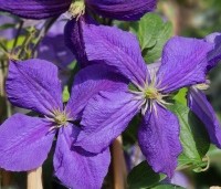 Clematis 'Jackmanii' - Bosrank 'Jackmanii' - 1