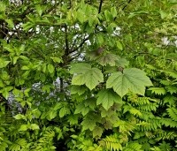 Gemengde hagen - Gemengde hagen - Acer pseudoplatanus, Sorbaria, Cornus Mas en Carpinus betulus