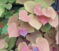 Cercis canadensis 'Eternal Flame' - Amerikaanse Judasboom 'Eternal Flame' - blad nazomer