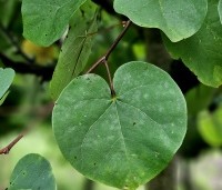 Cercis siliquastrum - Judasboom - 1