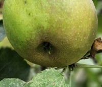Malus dom. 'Schone van Boskoop' - Malus dom. 'Schone van Boskoop' - 2