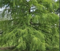 Taxodium distichum - Moerascypres - 3