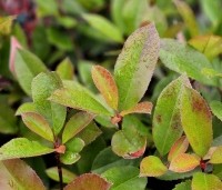 Photinia fraseri 'Red Robin'  - Glansmispel - 1