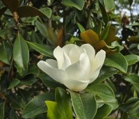 Magnolia grandiflora 'Goliath' - Magnolia grandiflora 'Goliath' - 2