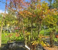 Nandina domestica - Hemelse bamboe - 2