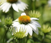 De witte Zonnehoed lijkt op grote margrieten en worden ca 100cm hoog