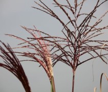 Prachtriet 'Malepartus' is een bloeiend siergras uit onze tuinplanten collectie