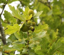 Quercus robur eikels