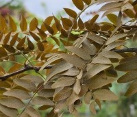 Gleditsia triacanthos 'Rubylace' - Valse Christusdoorn 'Rubylace' - 1