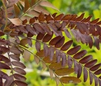 Gleditsia triacanthos 'Rubylace' - Valse Christusdoorn 'Rubylace' - 2