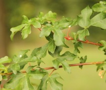 Blad acer campestre