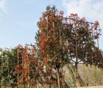 Photinia fraseri Red Robin