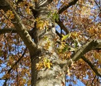 Quercus palustris - Moeraseik - 1