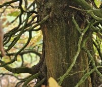Carpinus betulus - Haagbeuk - 3