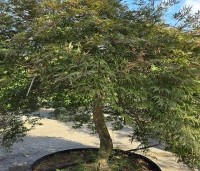 Acer palmatum 'Shigure bato' - Japanse esdoorn 'Shigure bato' - 7