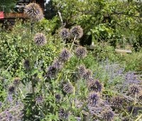 Echinops ritro 'Veitch's Blue' - Kogeldistel - uitbloei augustus