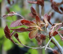 Fagus spaethiana voorjaar