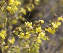 Forsythia