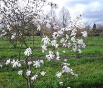 Stermagnolia 'Rosea', meerstammige struik in bloei