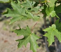 Acer saccharinum - Zilveresdoorn - 1